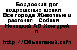 Бордоский дог подрощеные щенки.  - Все города Животные и растения » Собаки   . Ненецкий АО,Хонгурей п.